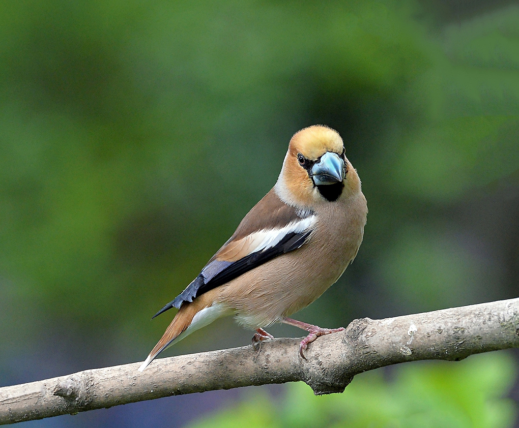 Grosbeak