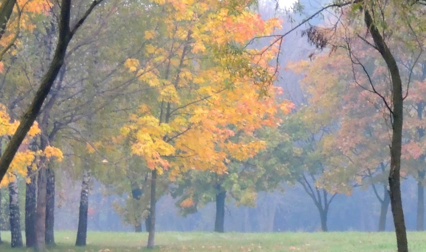 Misty autumn