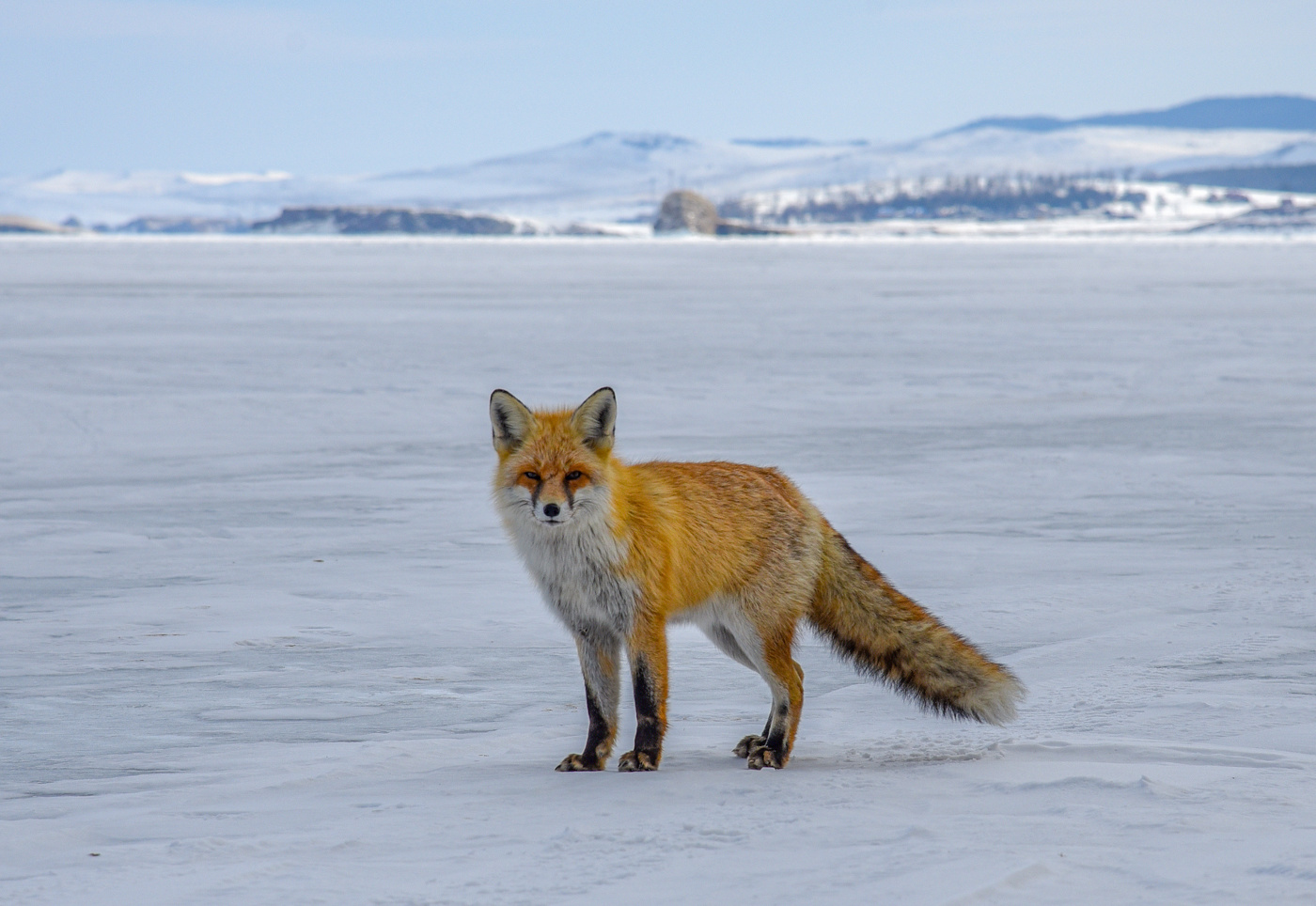 ***