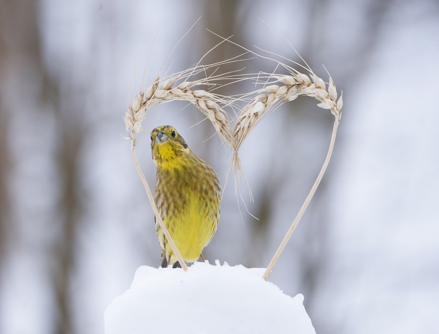 Yellow Wagtail