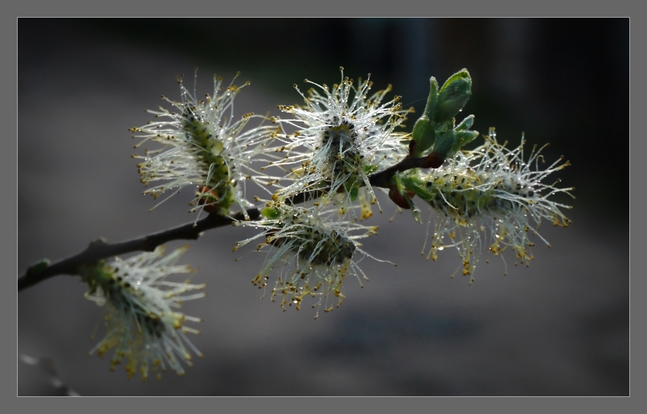 Pussy-willow