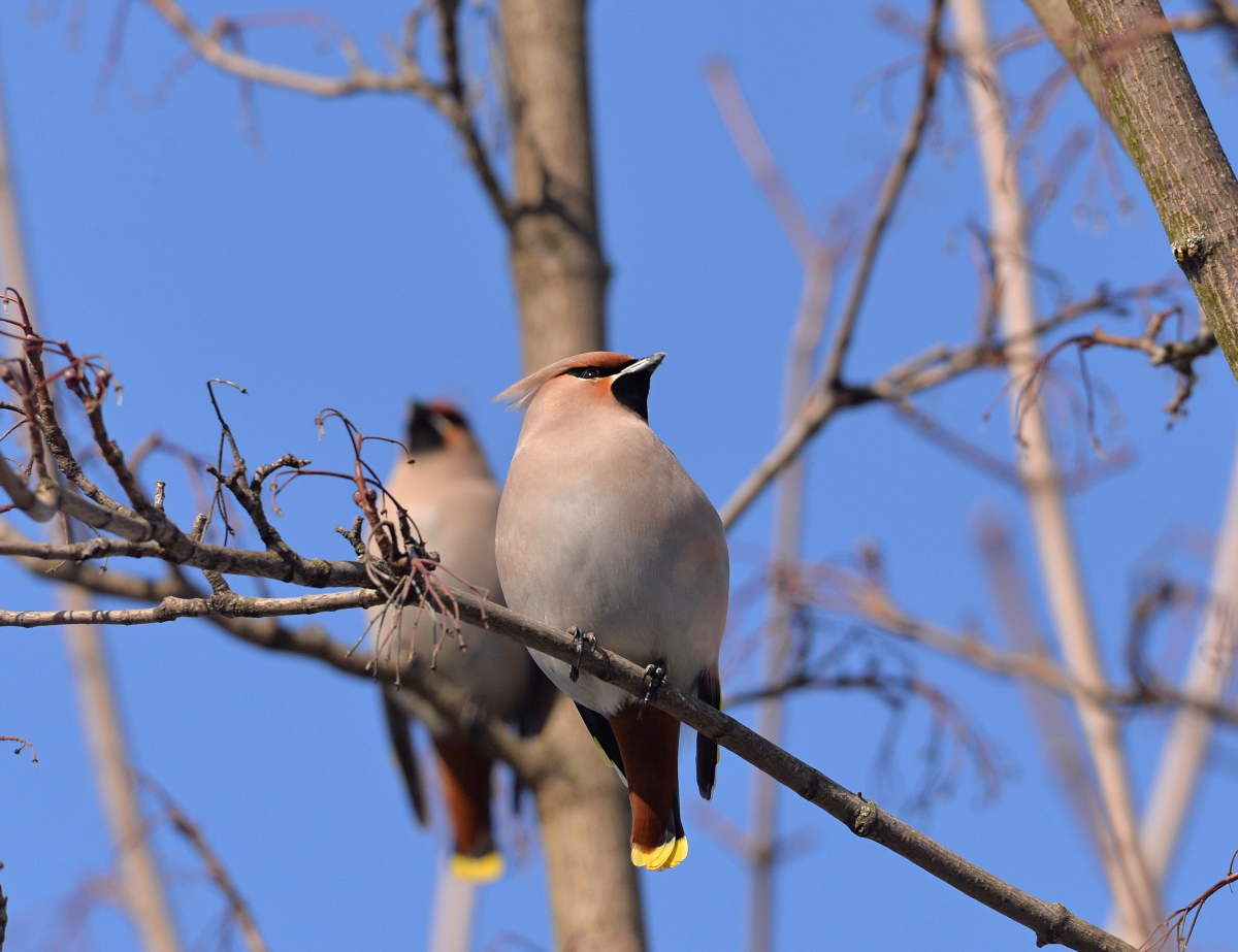 waxwing