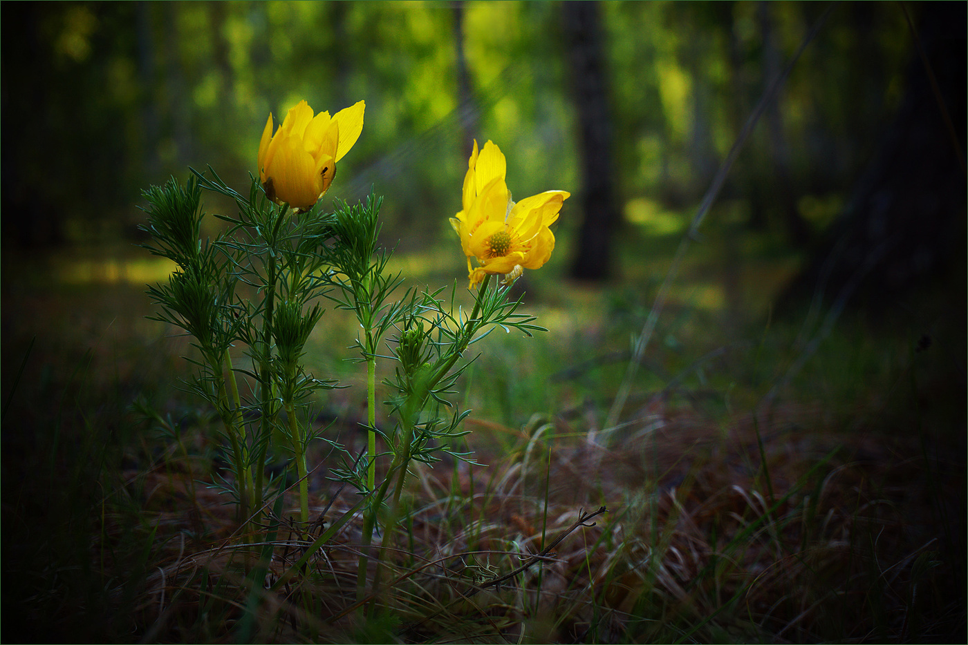 Primroses