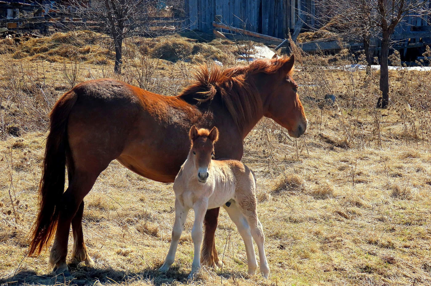 horses