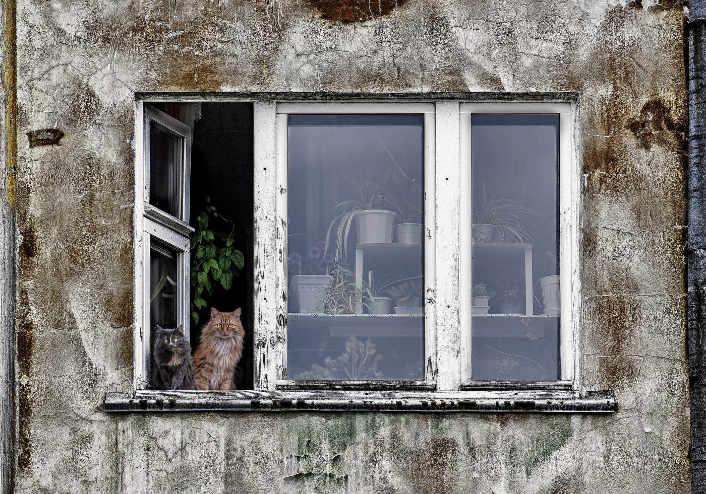 Window to the World
