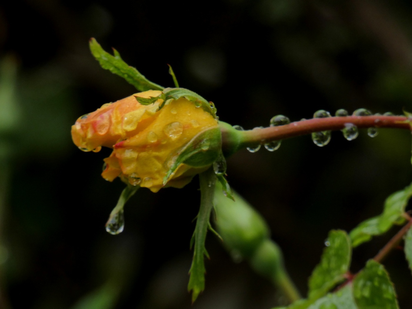 Regen-Rose