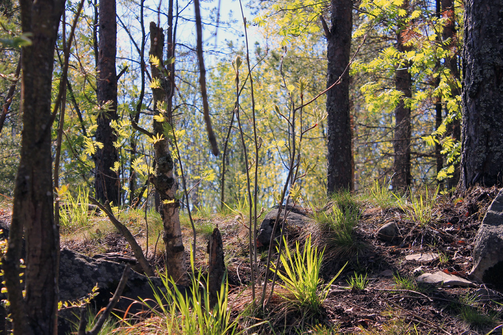 Morning in the forest