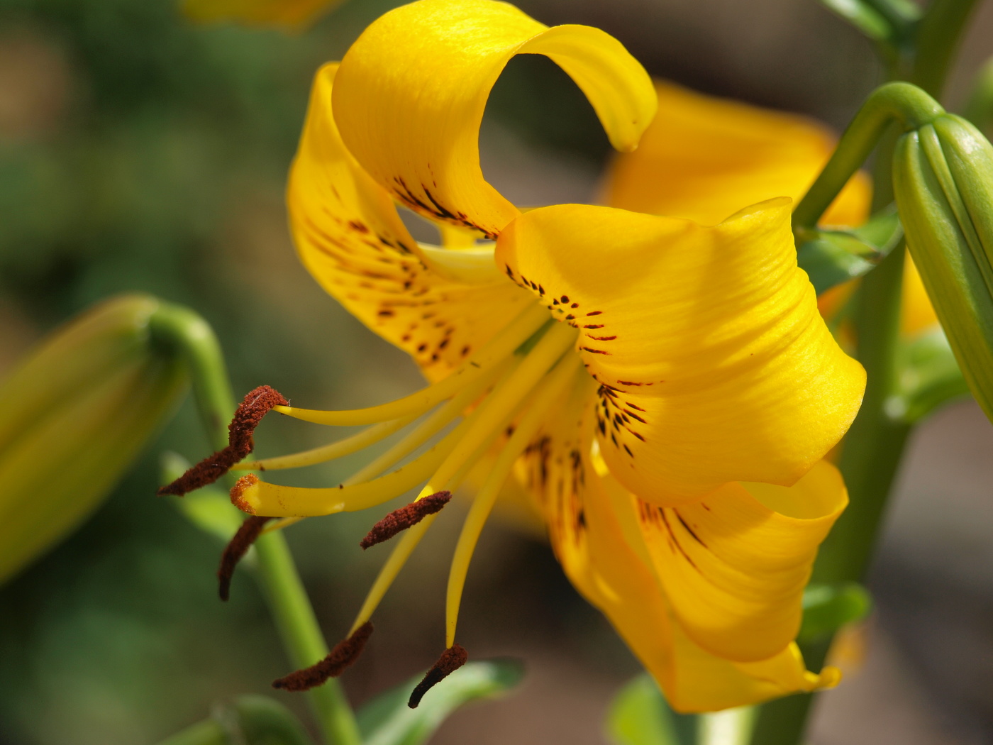 Beautiful flowers