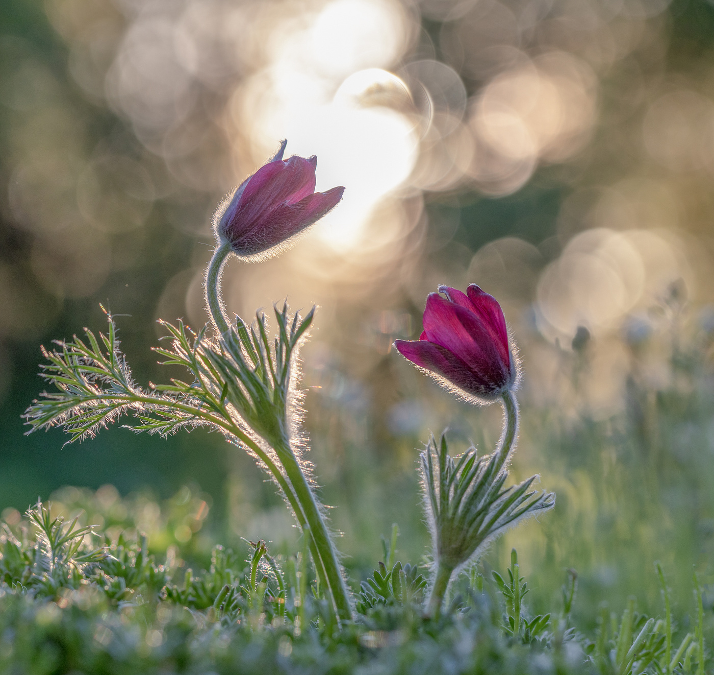 At sunset ...