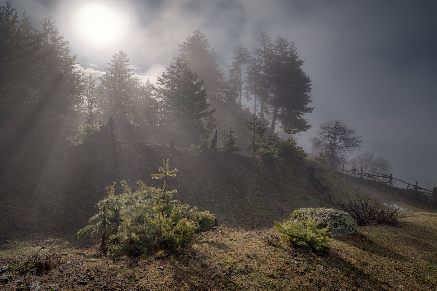 Forest In Clouds