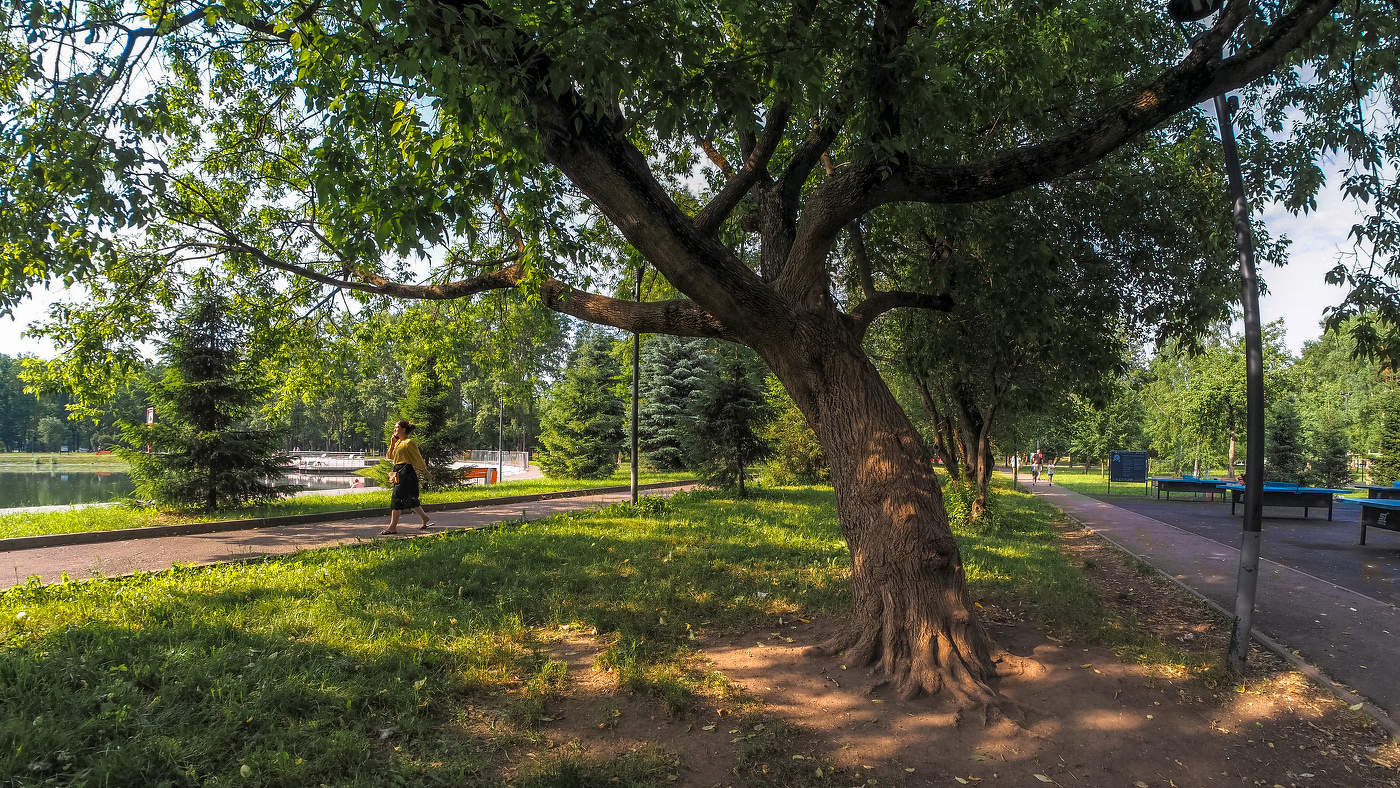 Walking in summer park