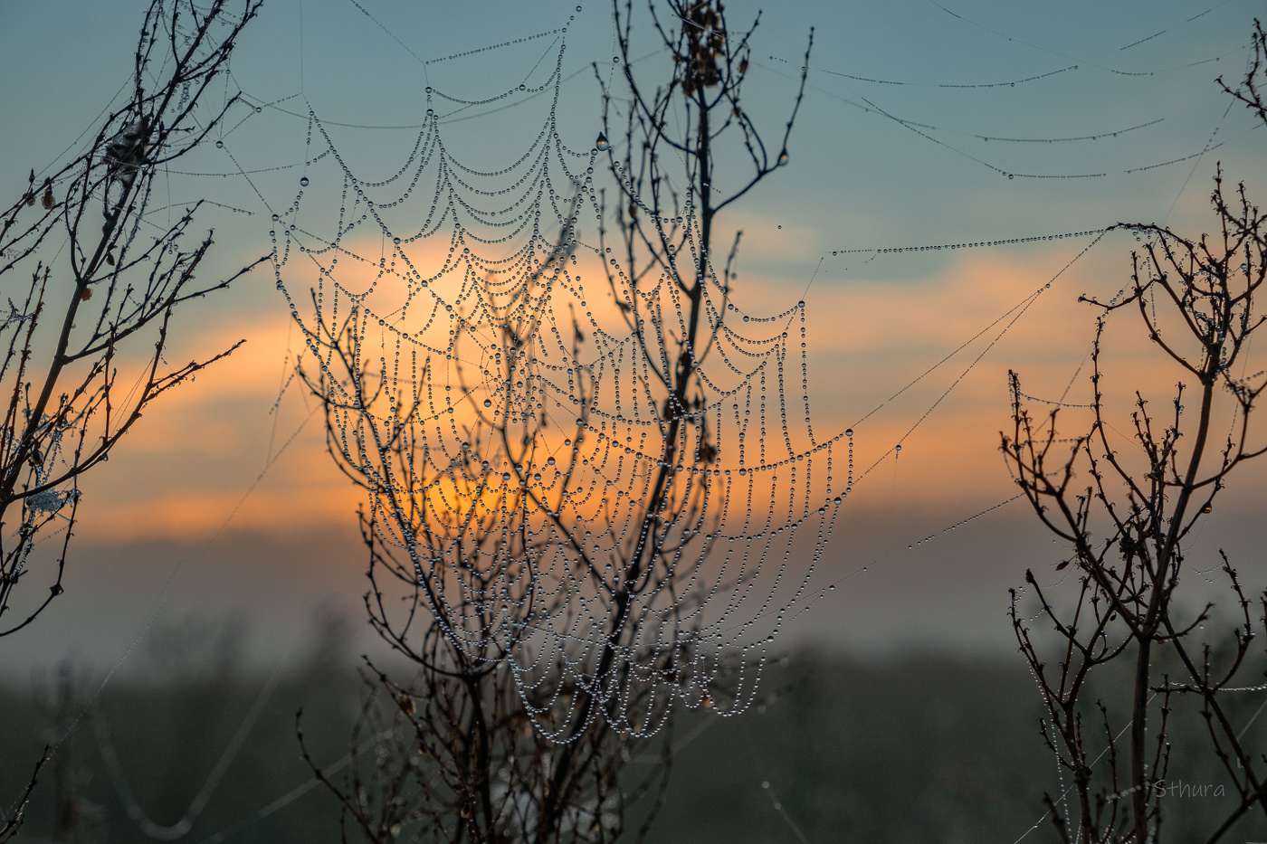 Web.