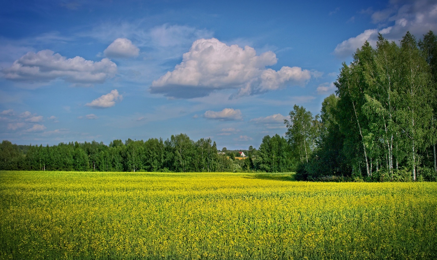 Rural landscape