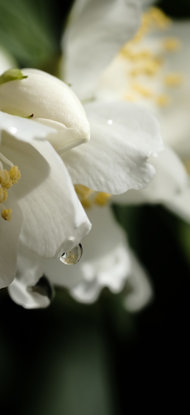 Morning dew