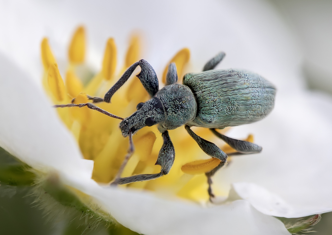 Weevil