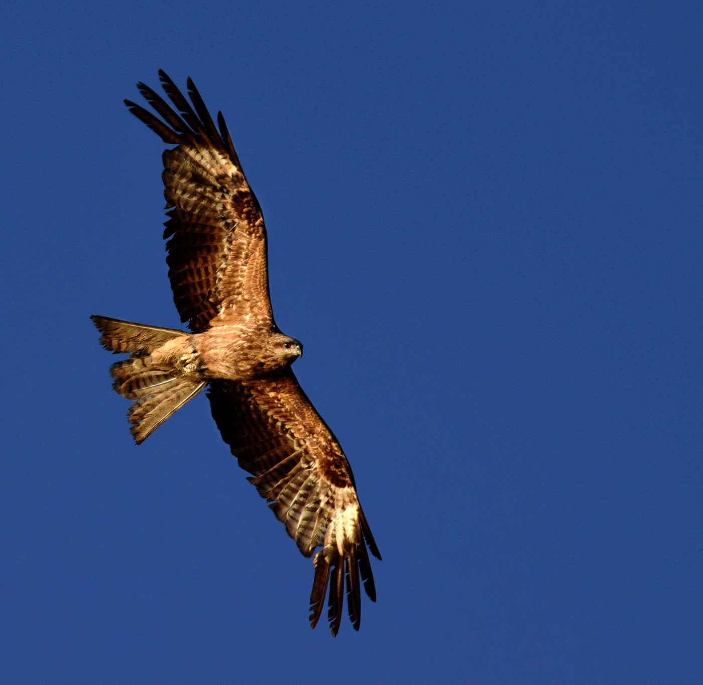 Black Kite