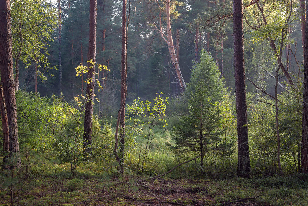 Forest Study