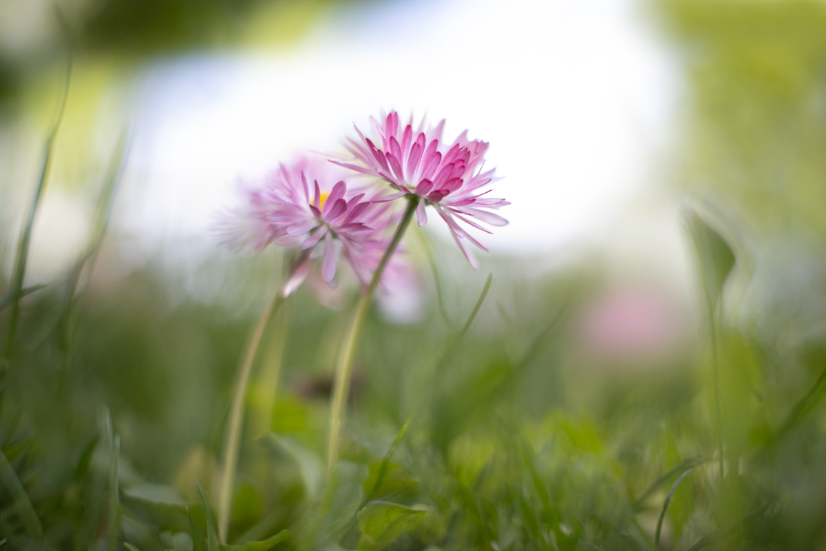 Daisies