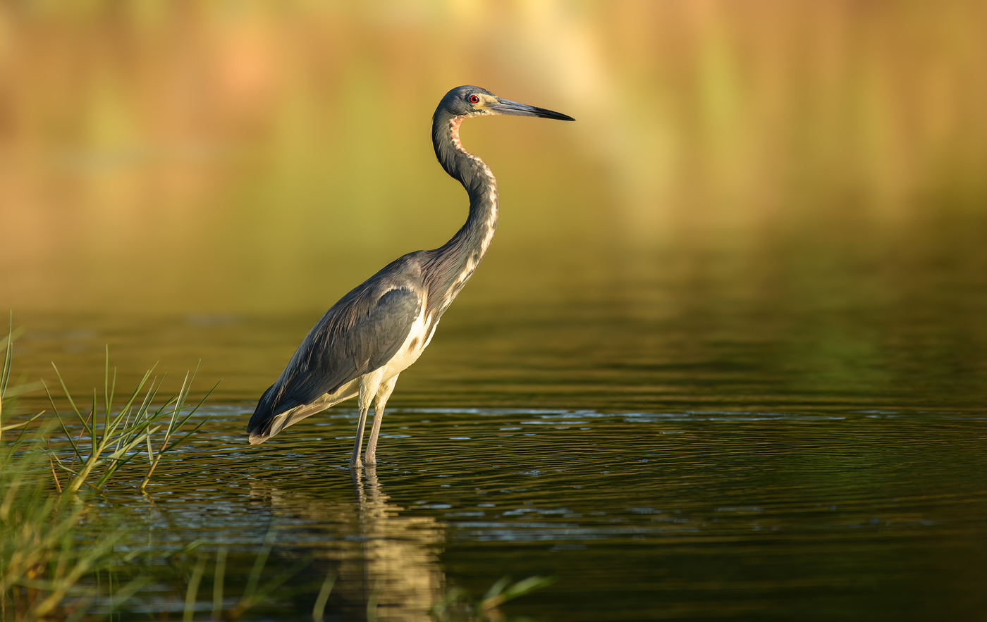 Tricolored Heron