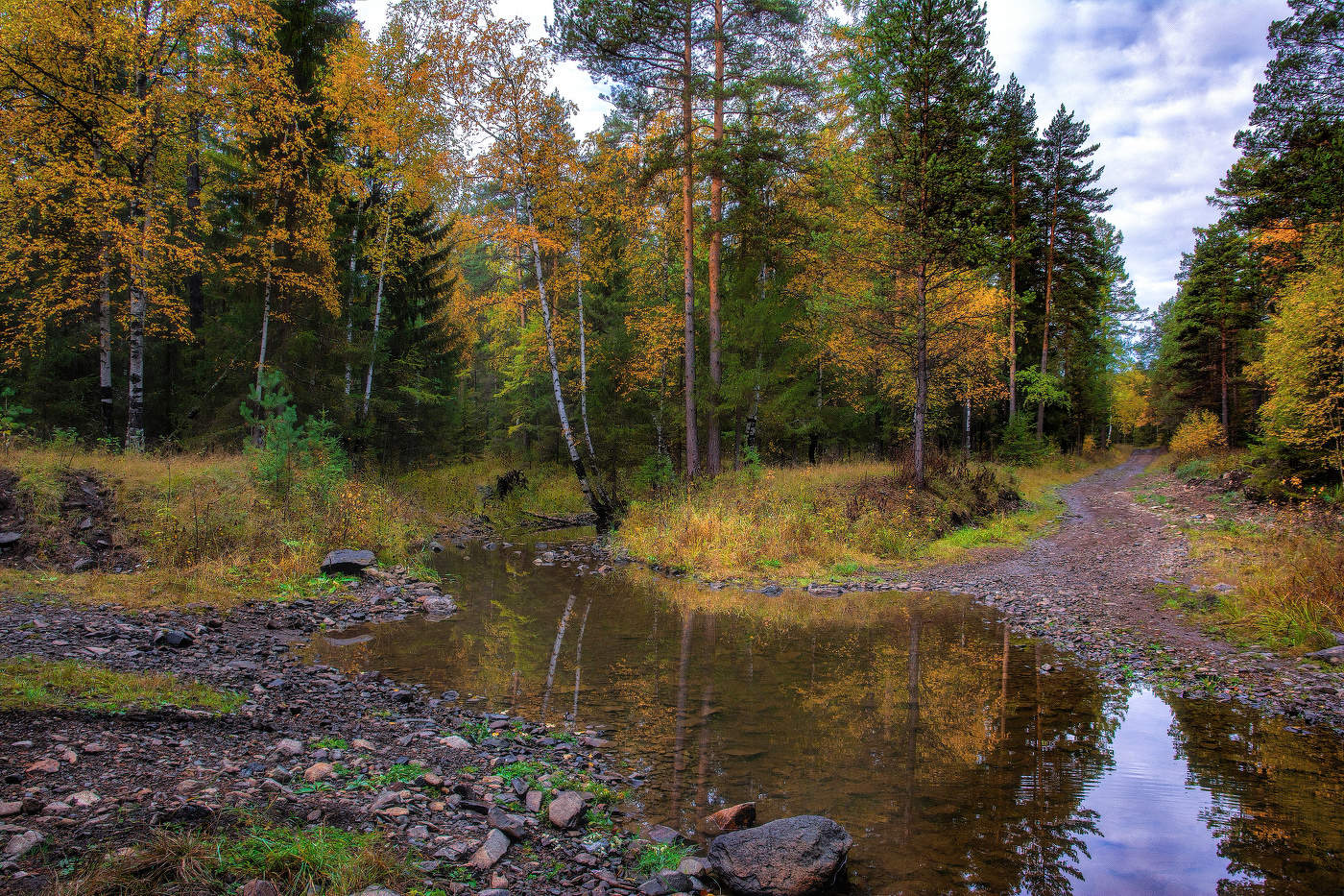 Autumn forest