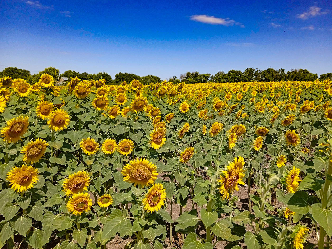 field of sunflowers