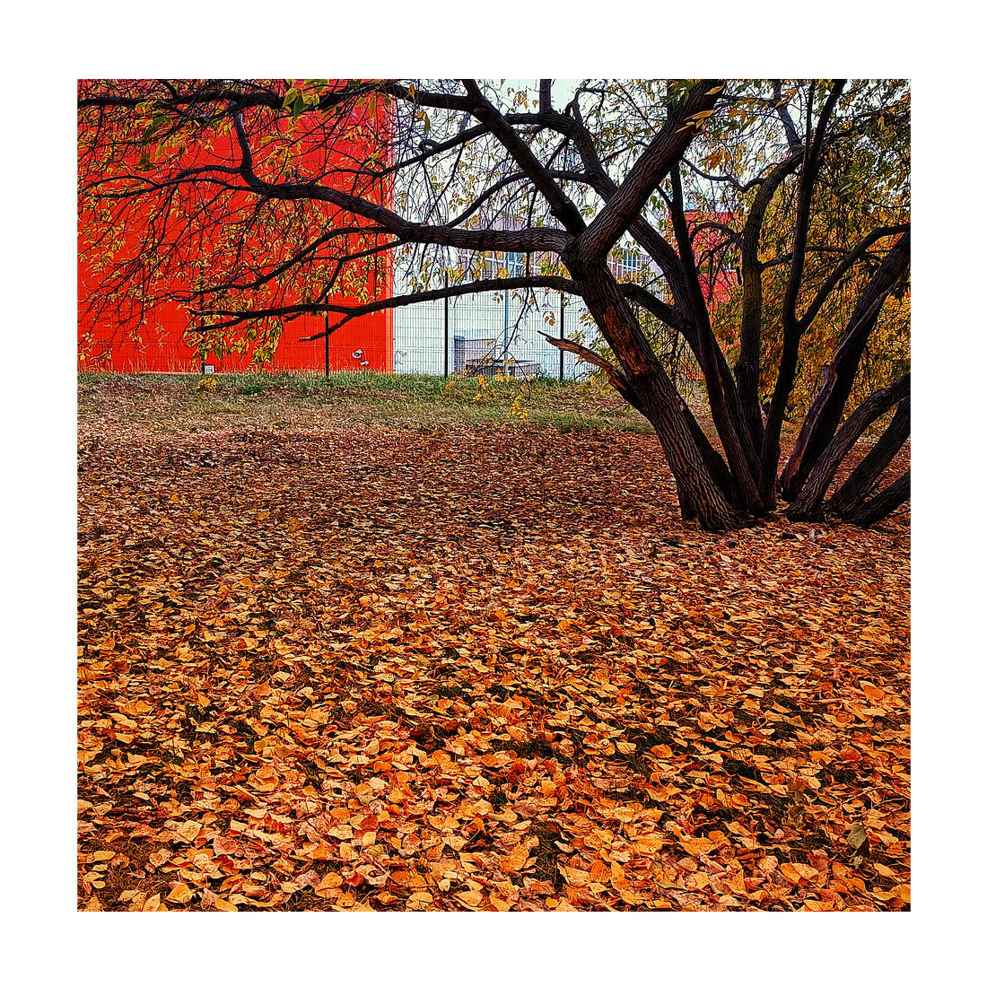 Red Gold
