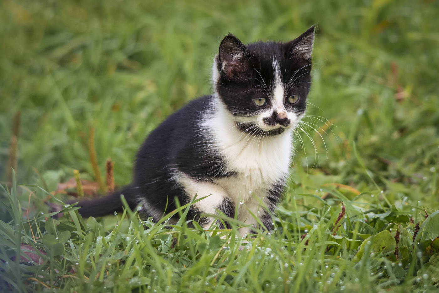 Junior Hunter
