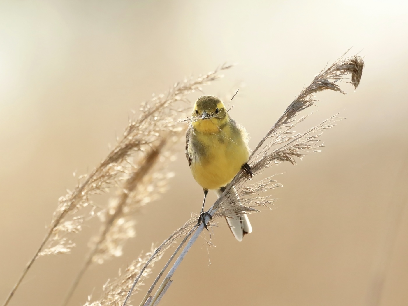 Yellow Wagtail