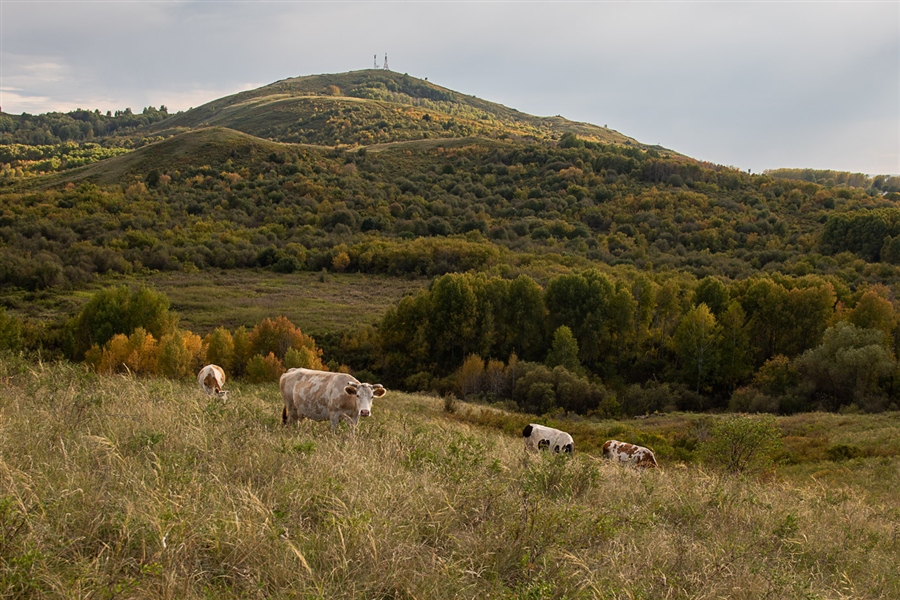Autumn pastoral