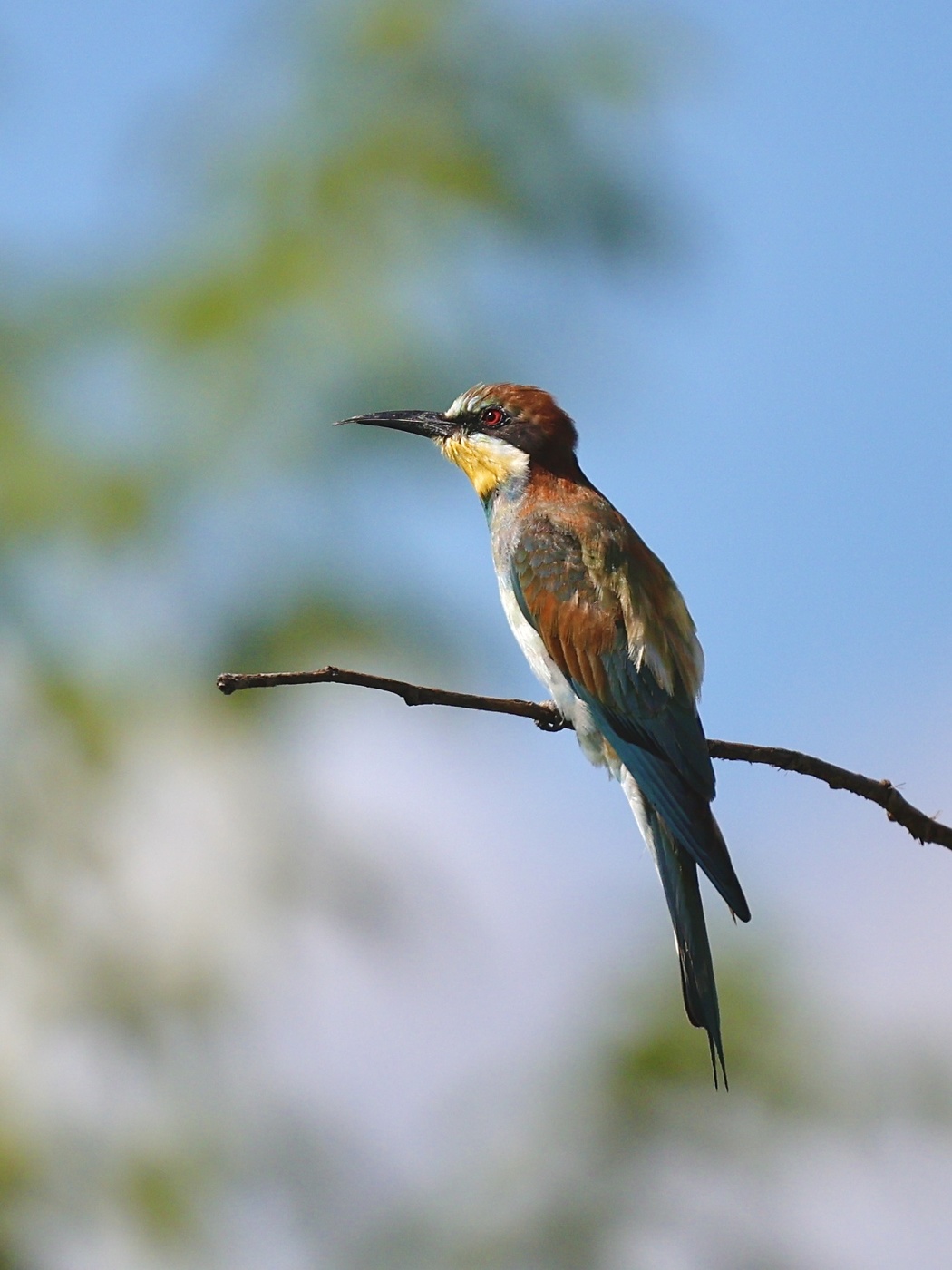 European bee-eater