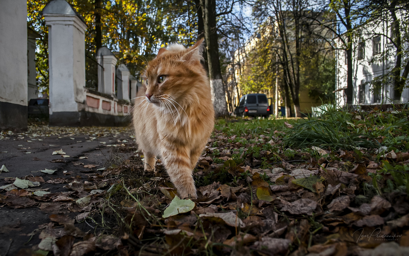 ***