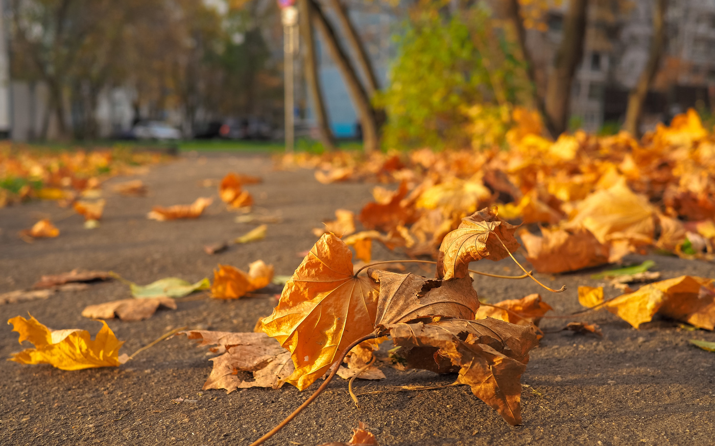 Leaves