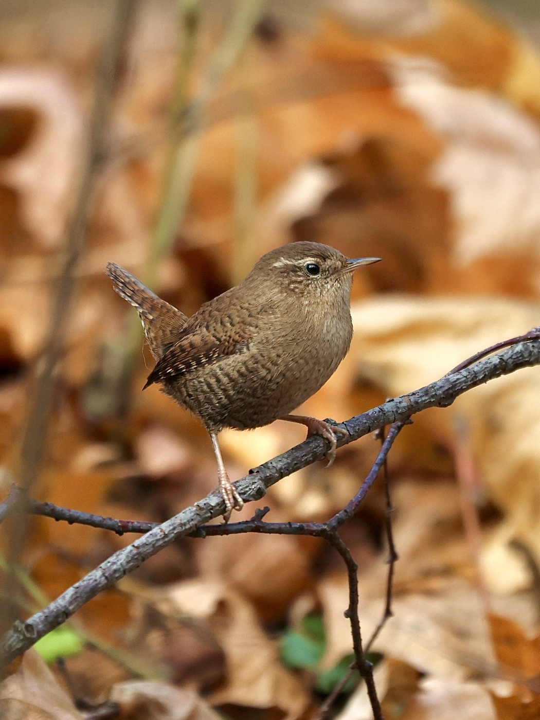 Wren