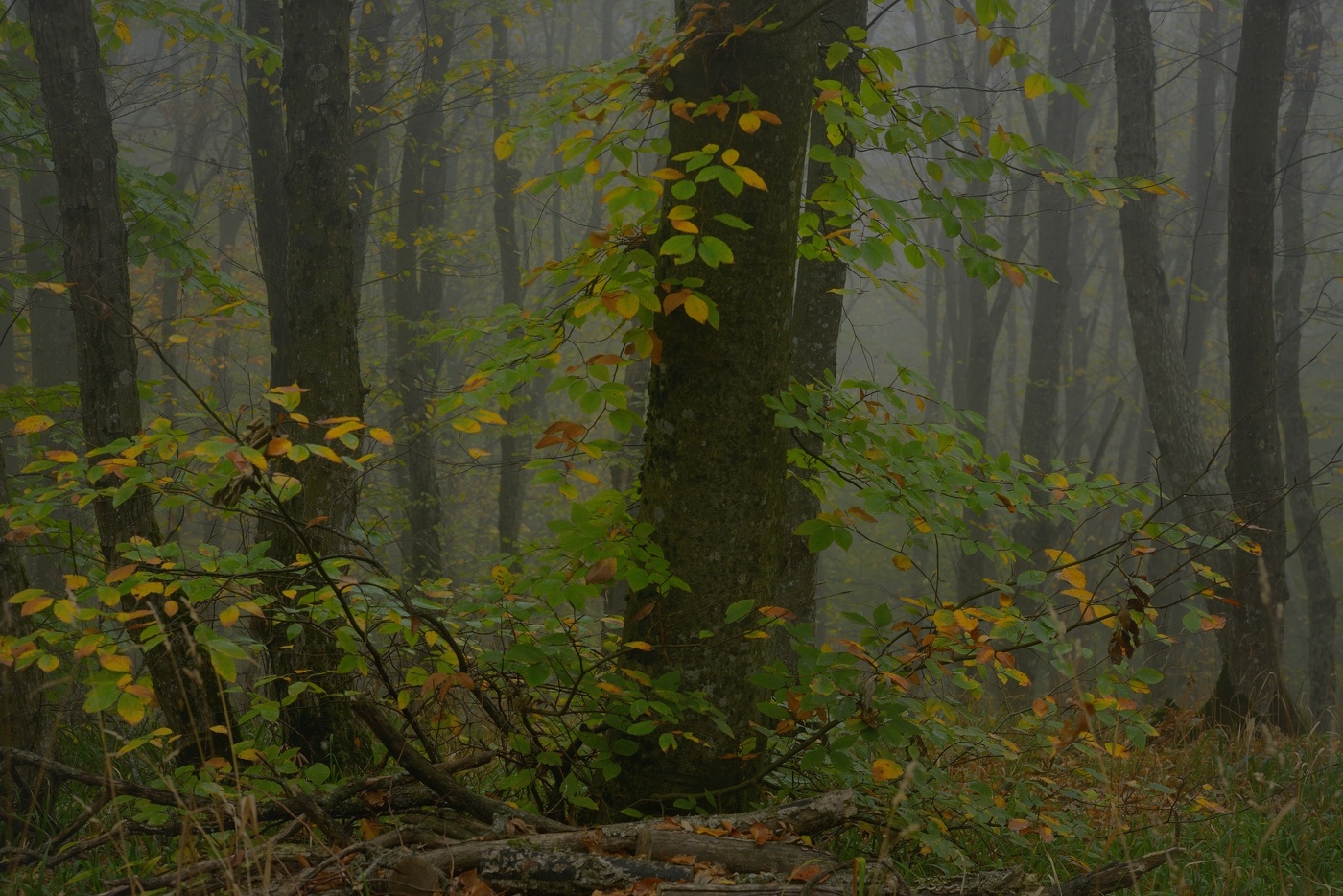 Morning in the forest