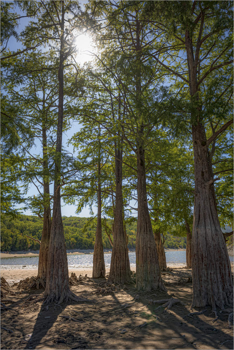 Cypress