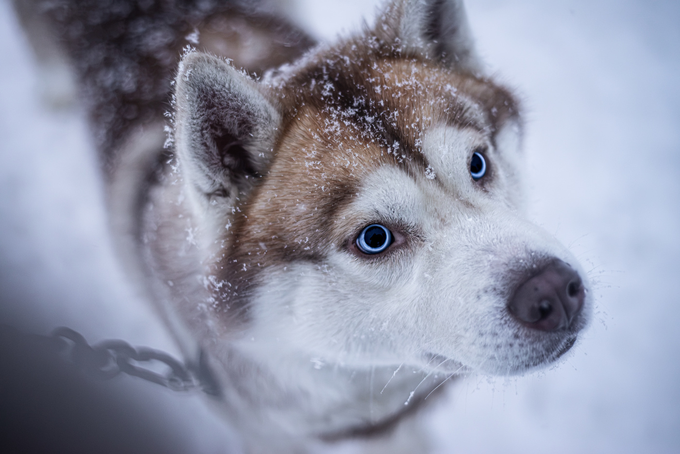 Husky