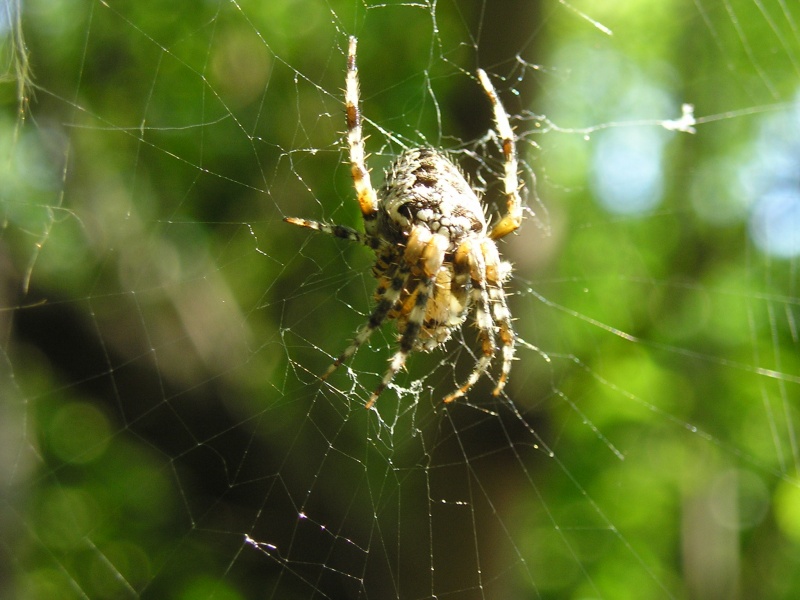 Spider