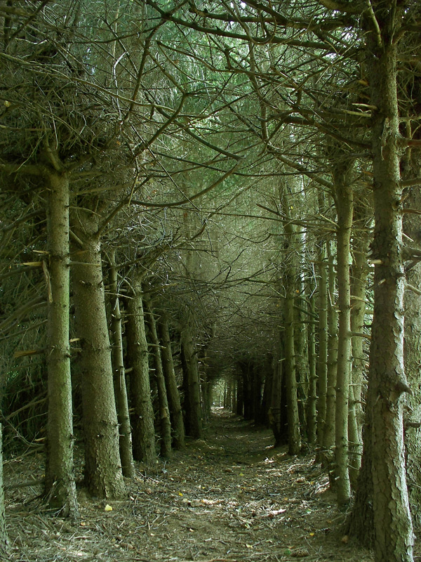 Magic track