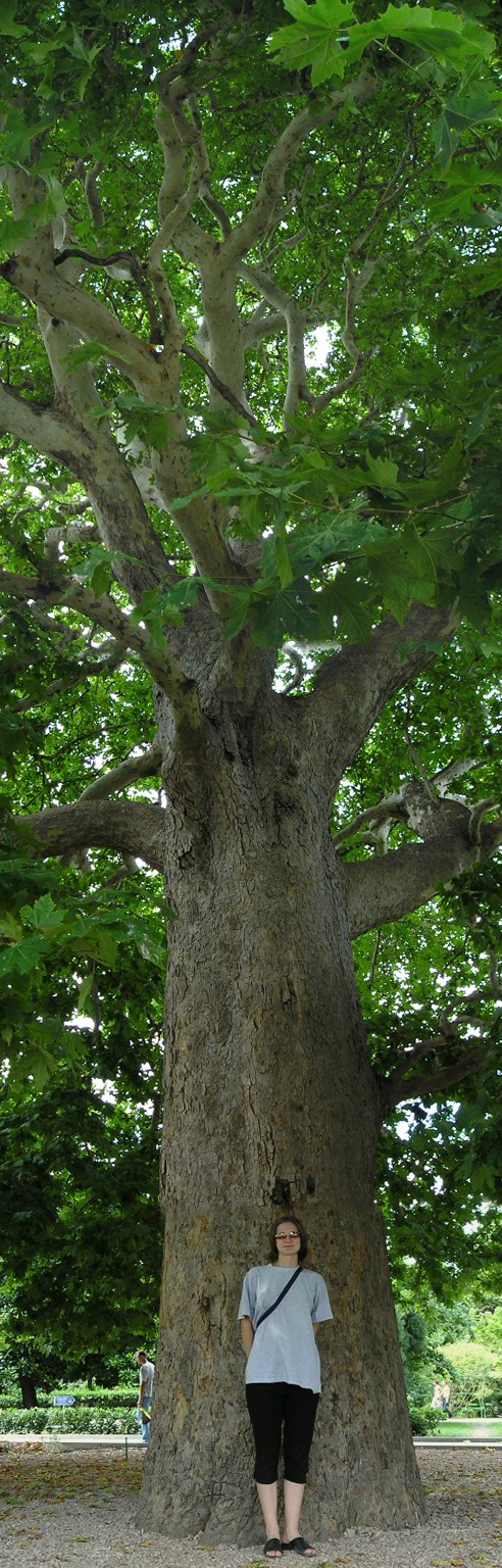 Sycamore