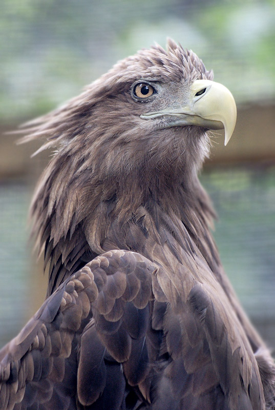 Proud Bird)))