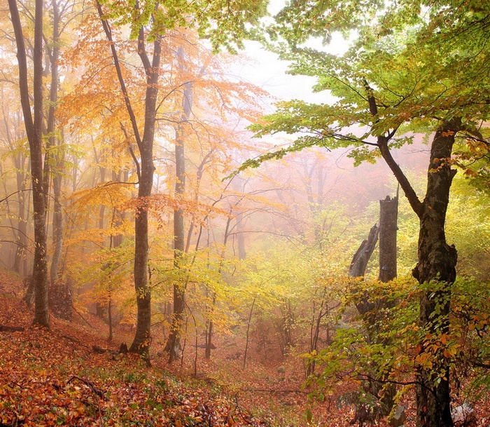 Foggy Morning-1