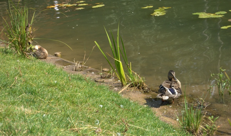 Duck creek