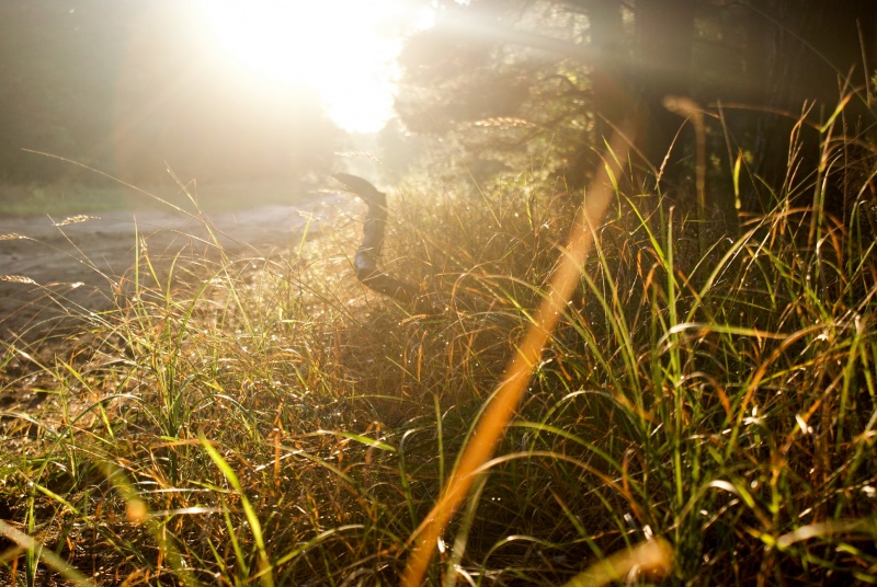 Play of light