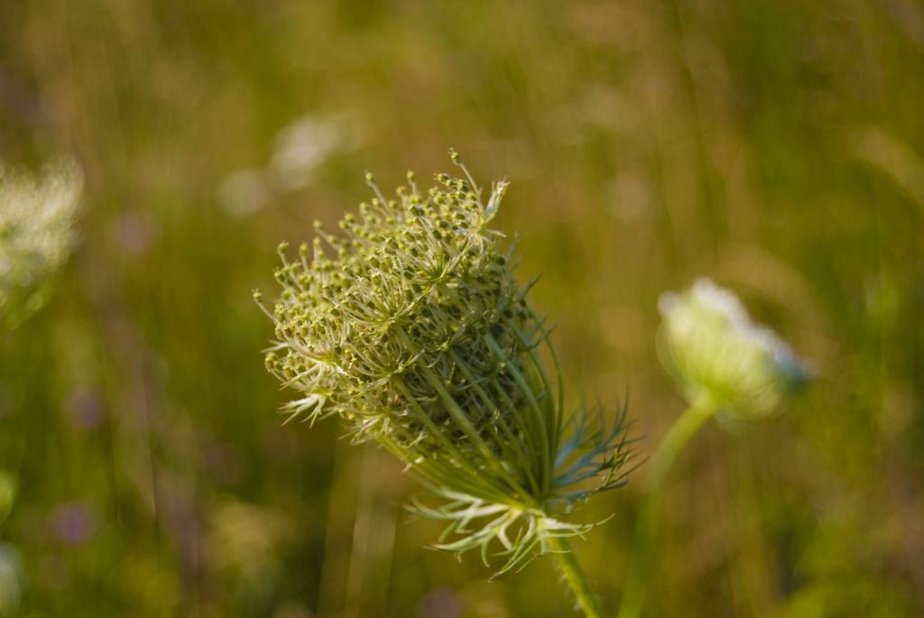 Sleeping plant