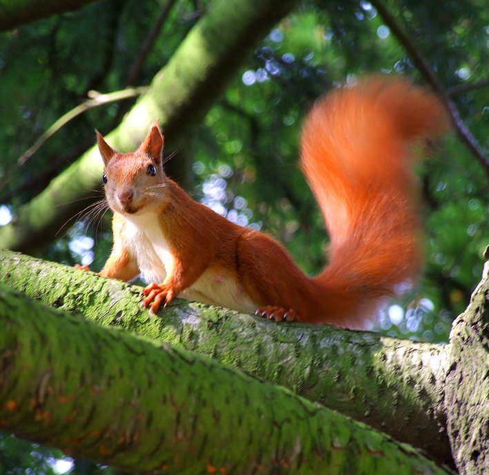 Solar squirrel