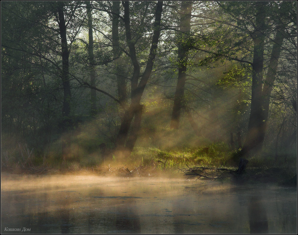 Morning in the Swamp ...