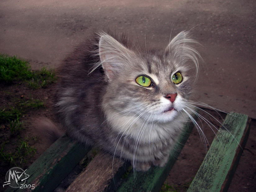 Yard Cat ...