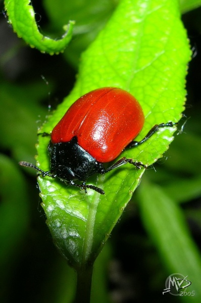 Beetle ...