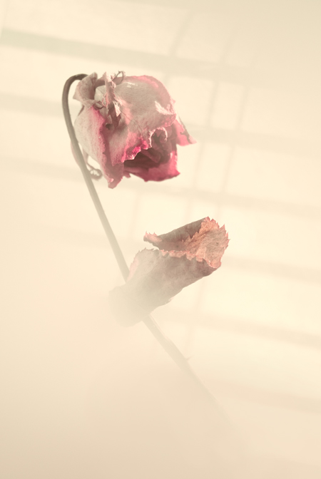 Grief newborn lives