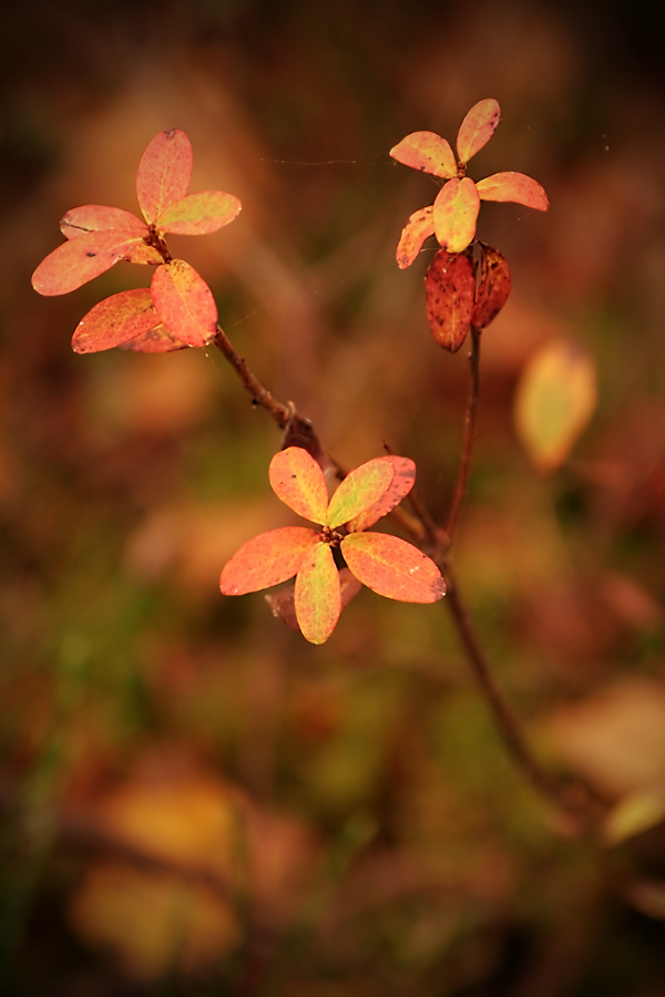 fall colors